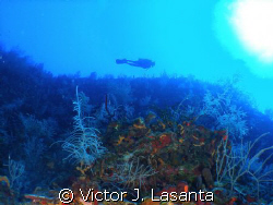flying high in the wall at v.j.levels dive site in pargue... by Victor J. Lasanta 